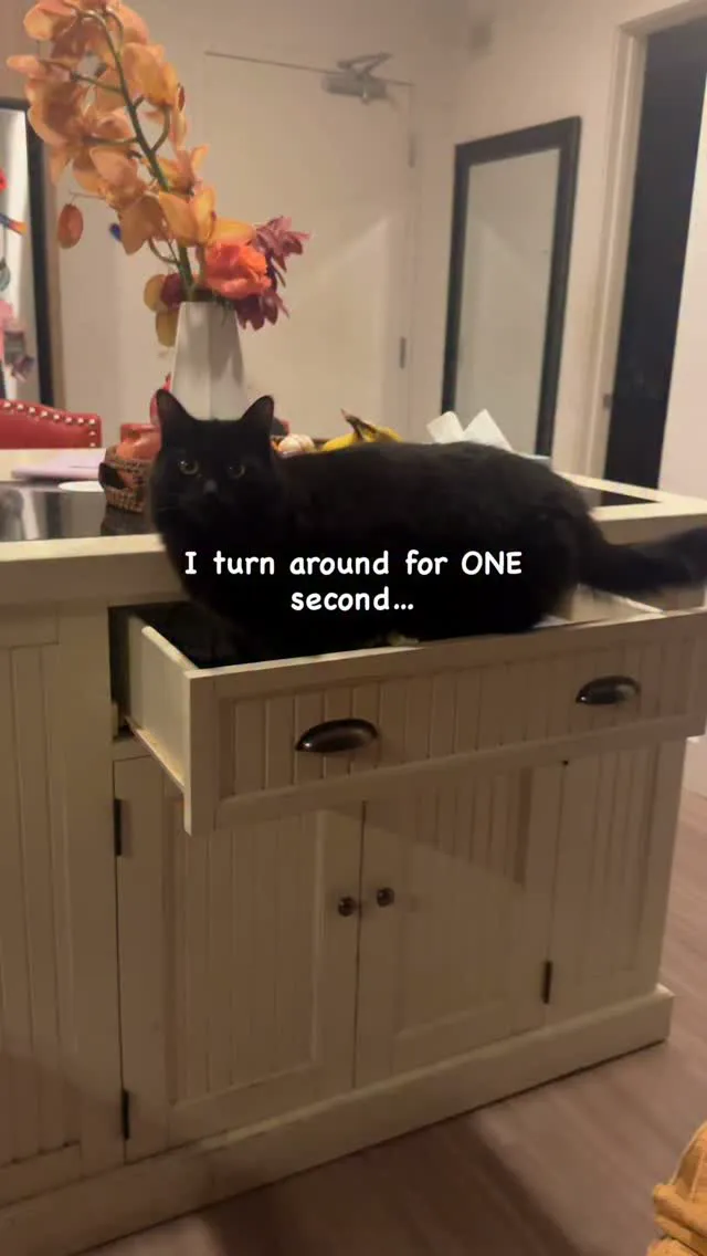Maya’s black cat Mika on a kitchen counter above an open drawer